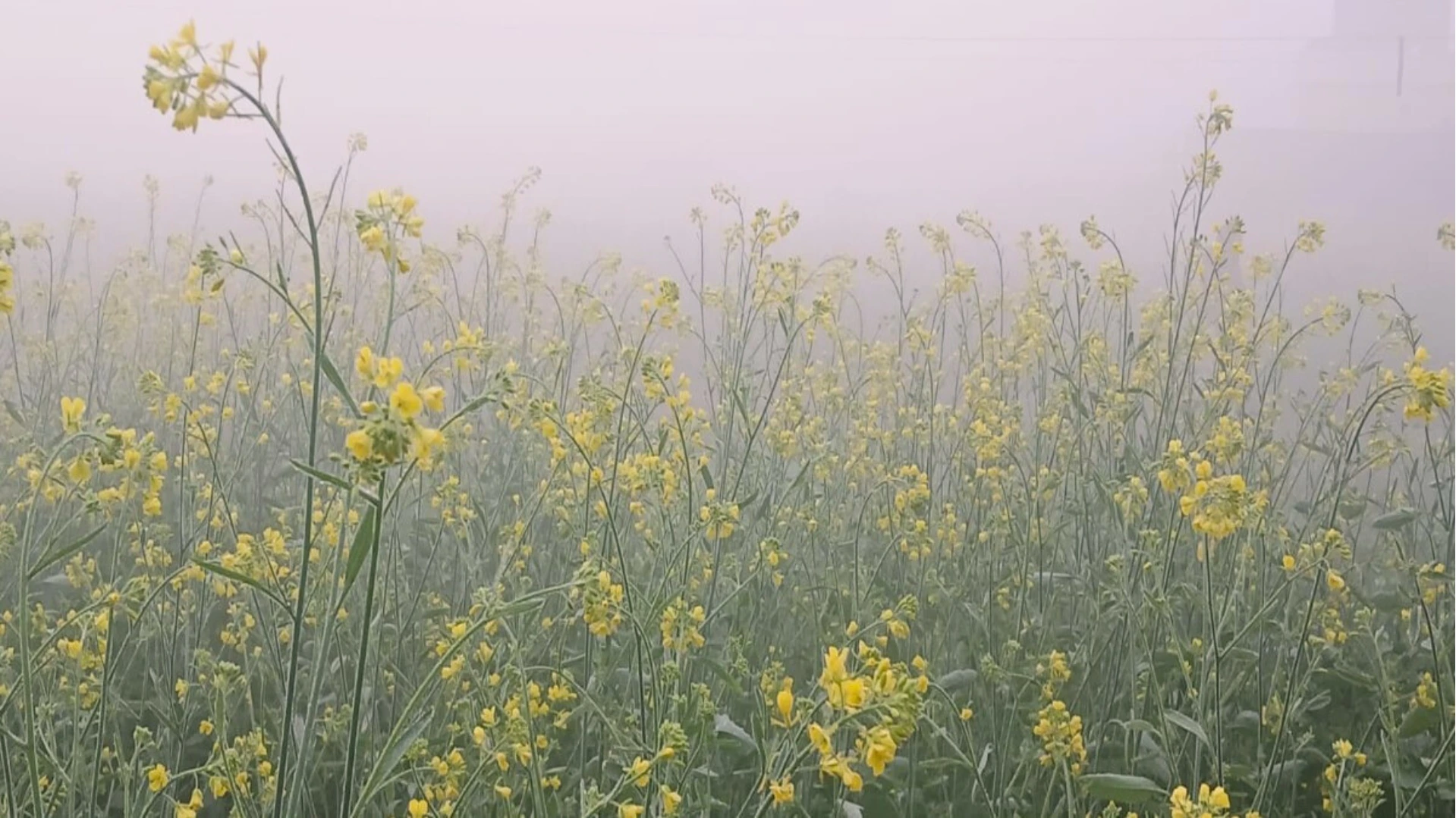 Varanasi सहित पूर्वांचल में गलन का कहर 8 Varanasi सहित पूर्वांचल में गलन का कहर, गुरुवार के लिए येलो अलर्ट जारी; ठंड से जनजीवन बेहाल